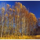 Birkenwald im Herbst