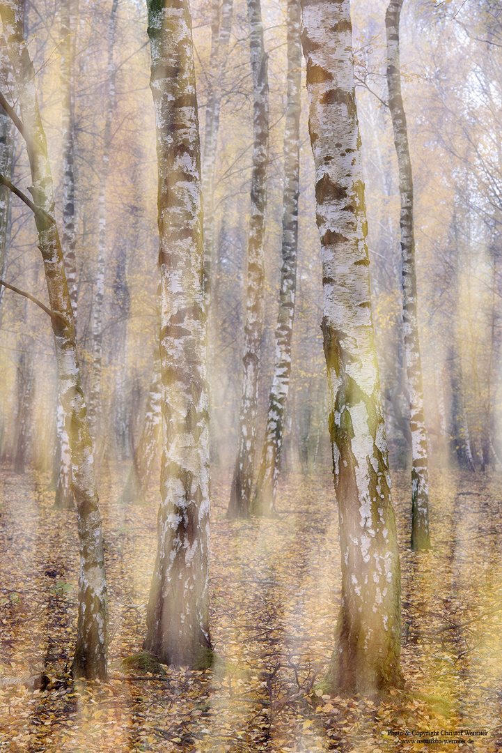 Birkenwald im Herbst