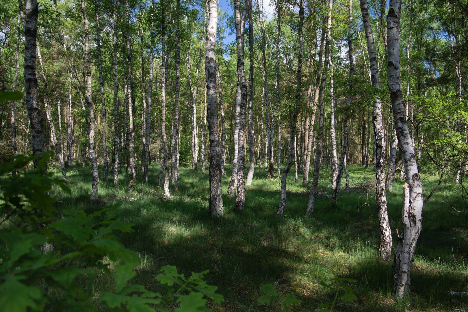 Birkenwald im Mai