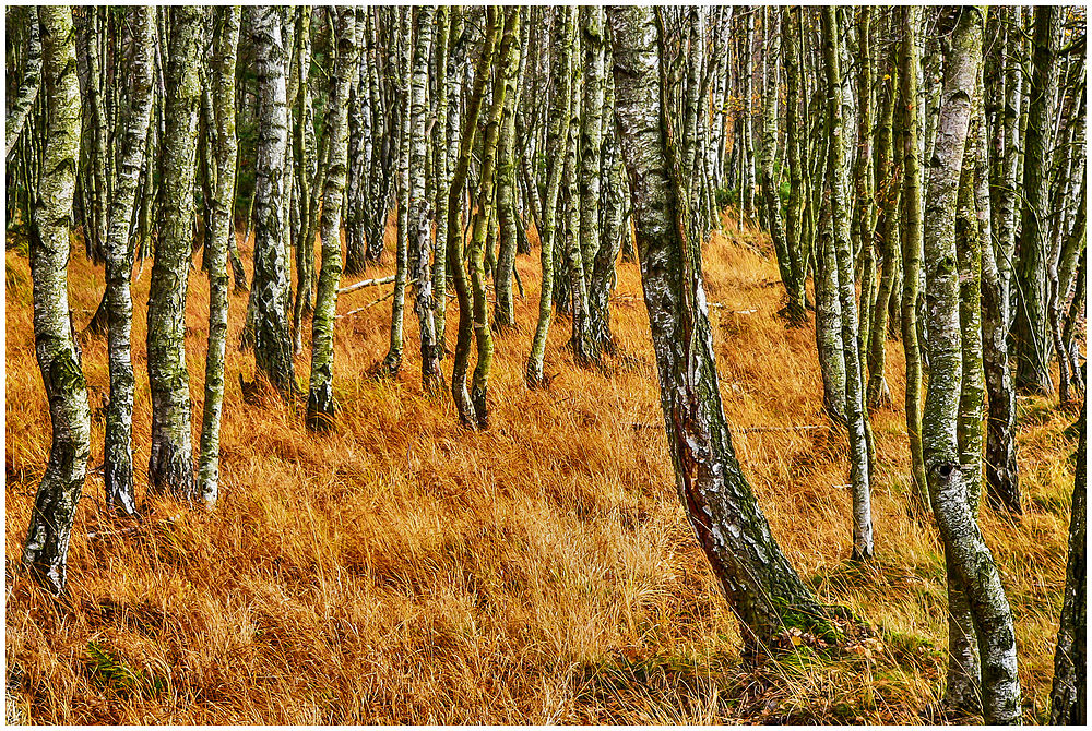 Birkenwald im Moor