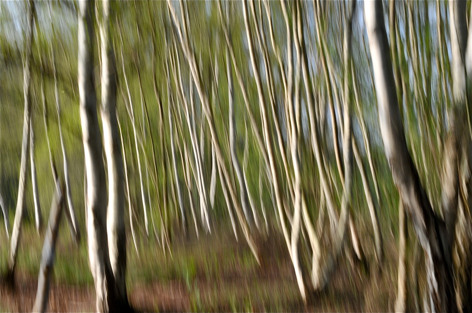 Birkenwald im Moor