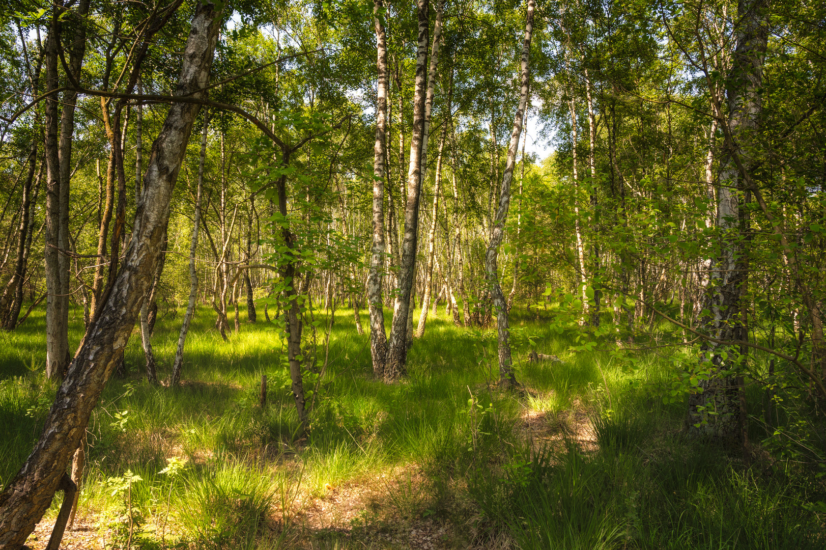 Birkenwald im Moorgebiet