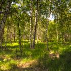 Birkenwald im Moorgebiet