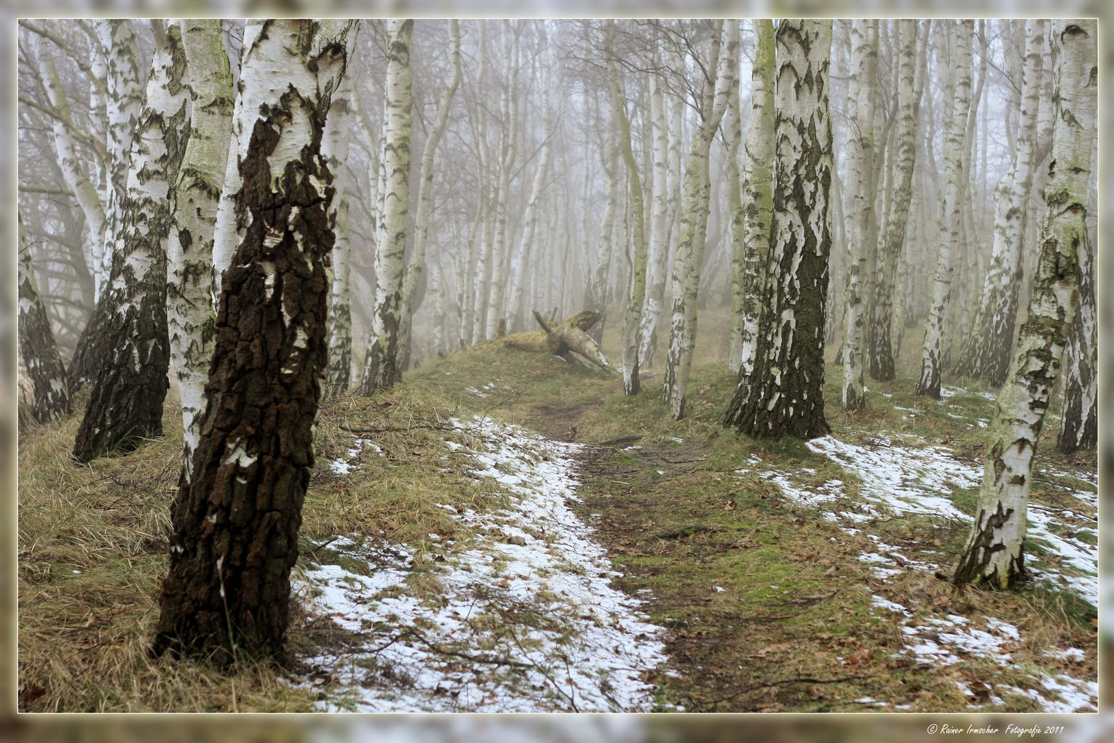 Birkenwald im Nebel....