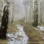 Birkenwald im Nebel....