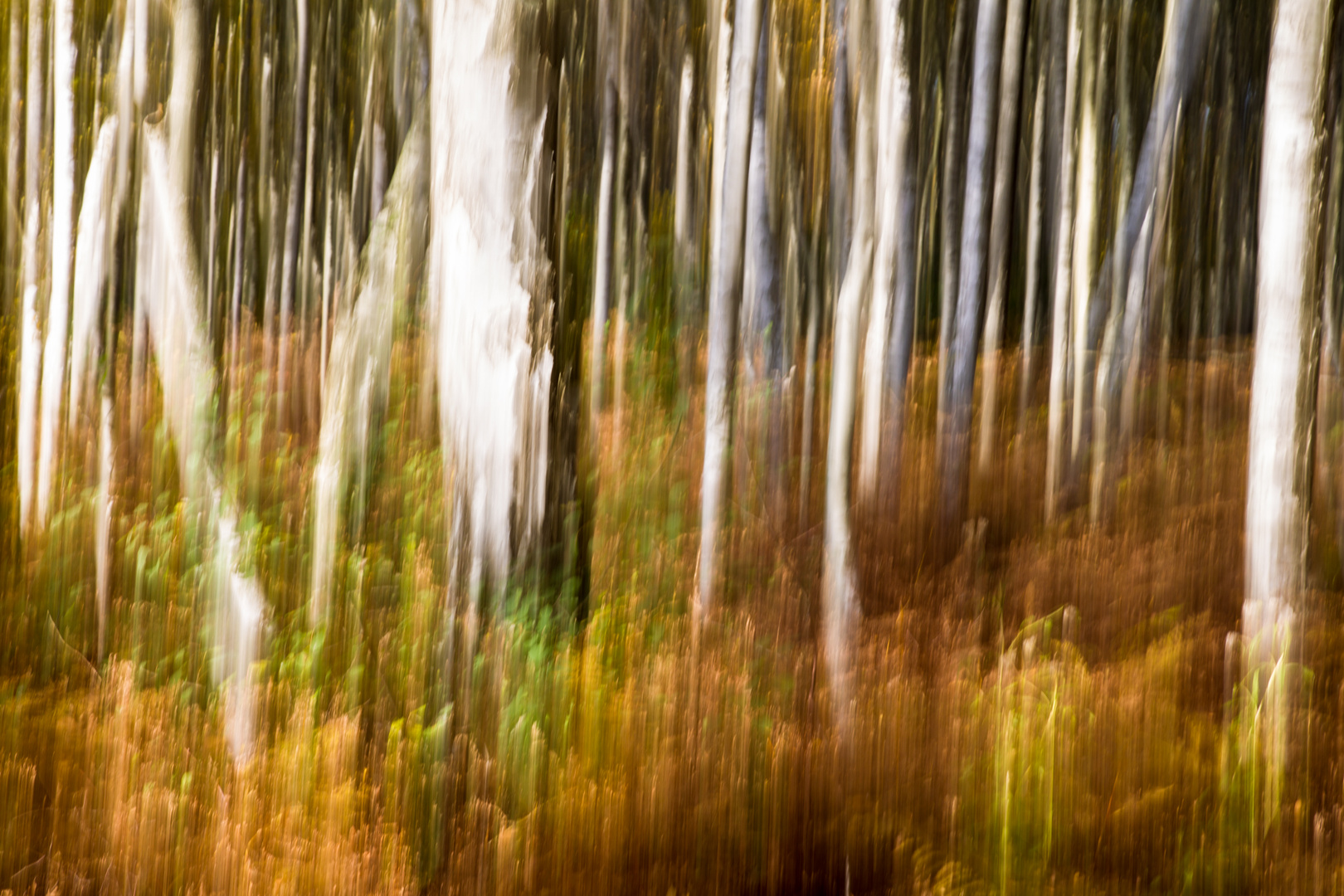 Birkenwald im Ostenmoor