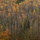 Birkenwald im Regen