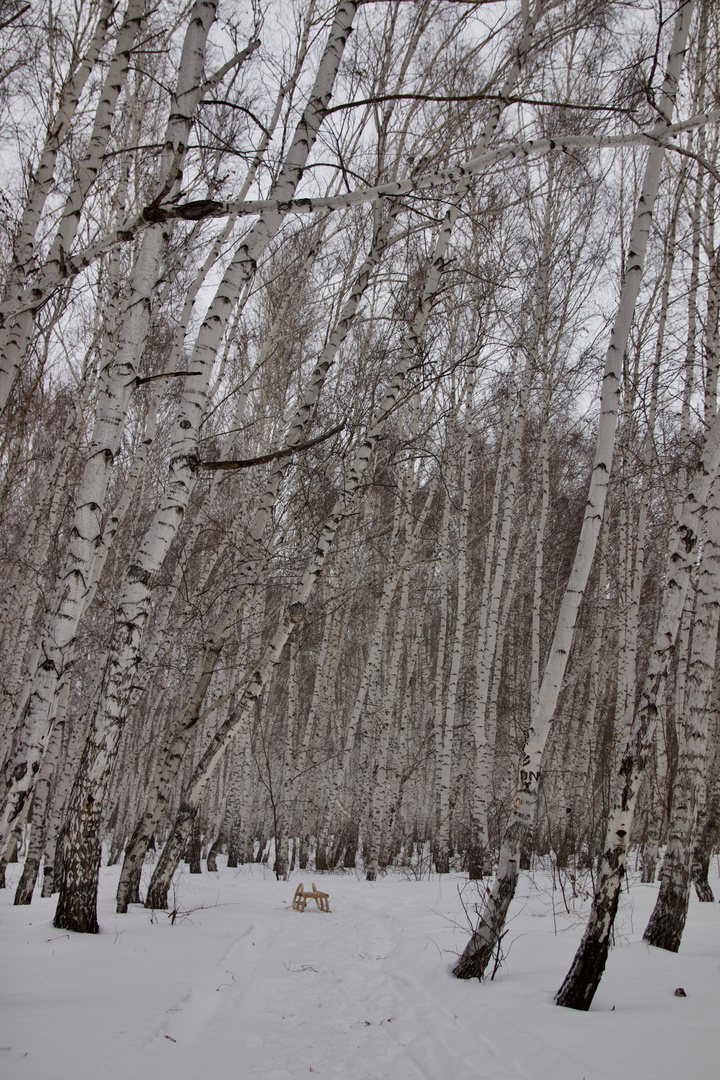 Birkenwald im Schnee mit Schlitten