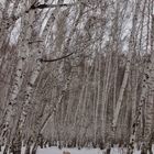 Birkenwald im Schnee mit Schlitten