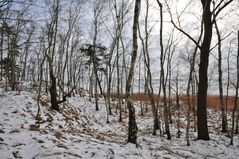 Birkenwald im Winter