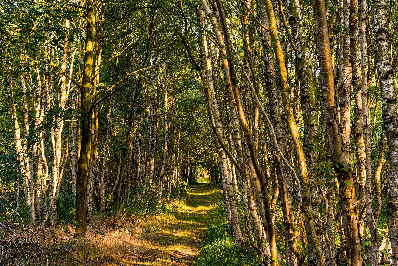 Birkenwald in der Abendsonne