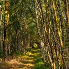 Birkenwald in der Abendsonne