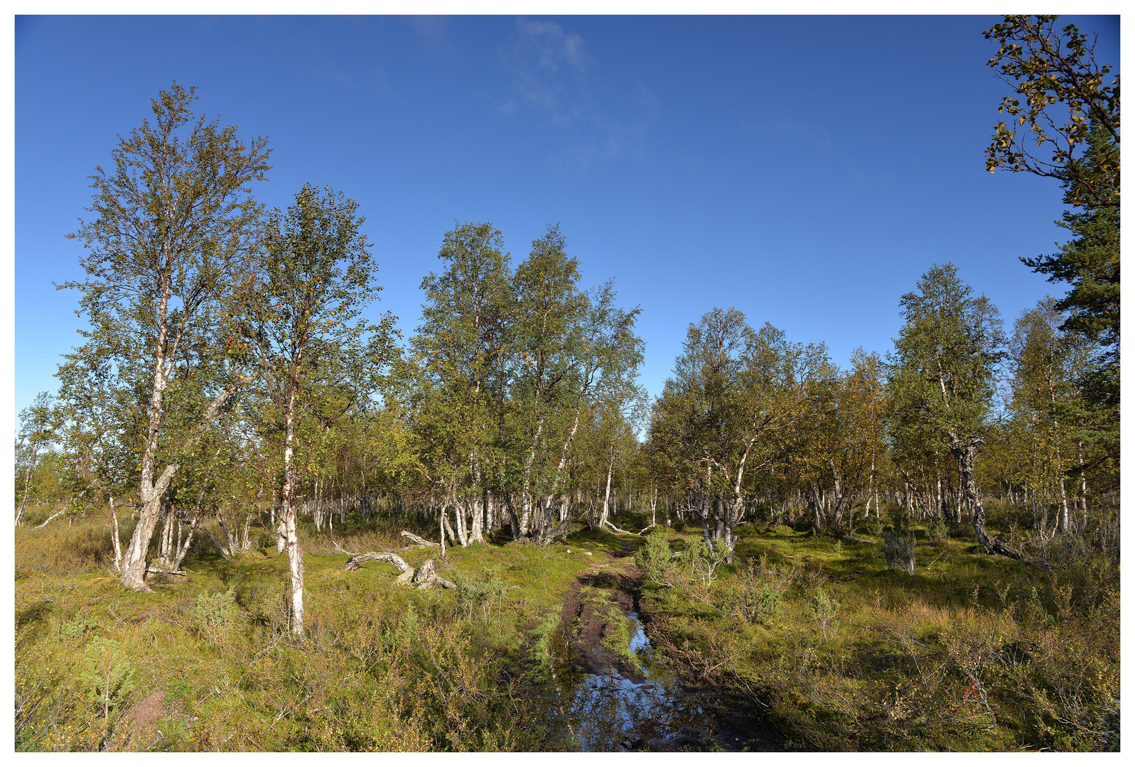 Birkenwald in Norwegen.