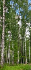 Birkenwald in Schweden