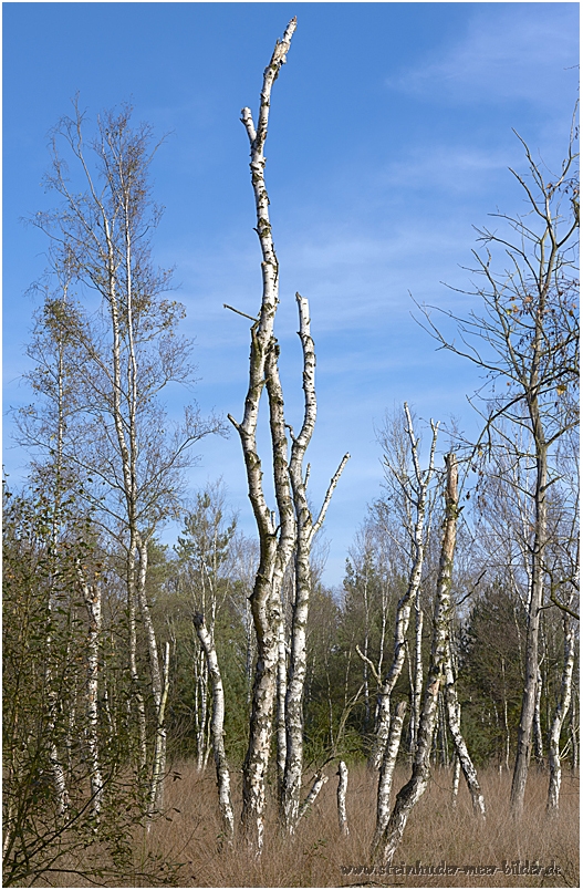 Birkenwald mit Totholz und blauer Himmel im Toten Moor im Naturpark Steinhuder Meer