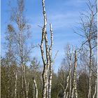 Birkenwald mit Totholz und blauer Himmel im Toten Moor im Naturpark Steinhuder Meer