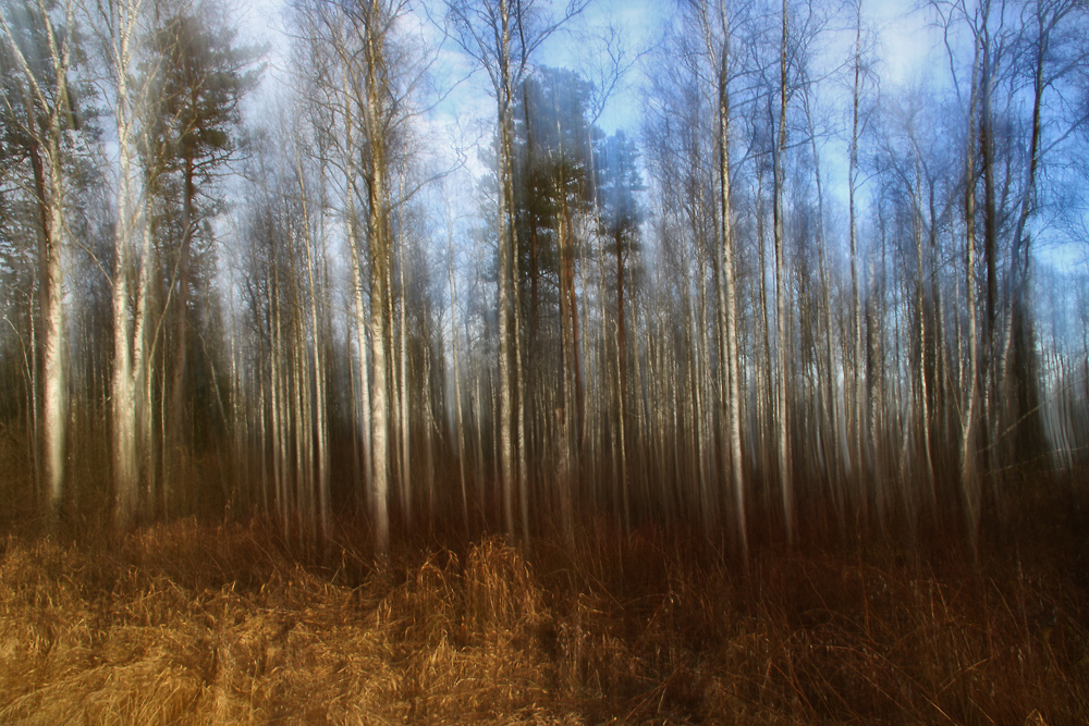 Birkenwald mit Wischeffekt