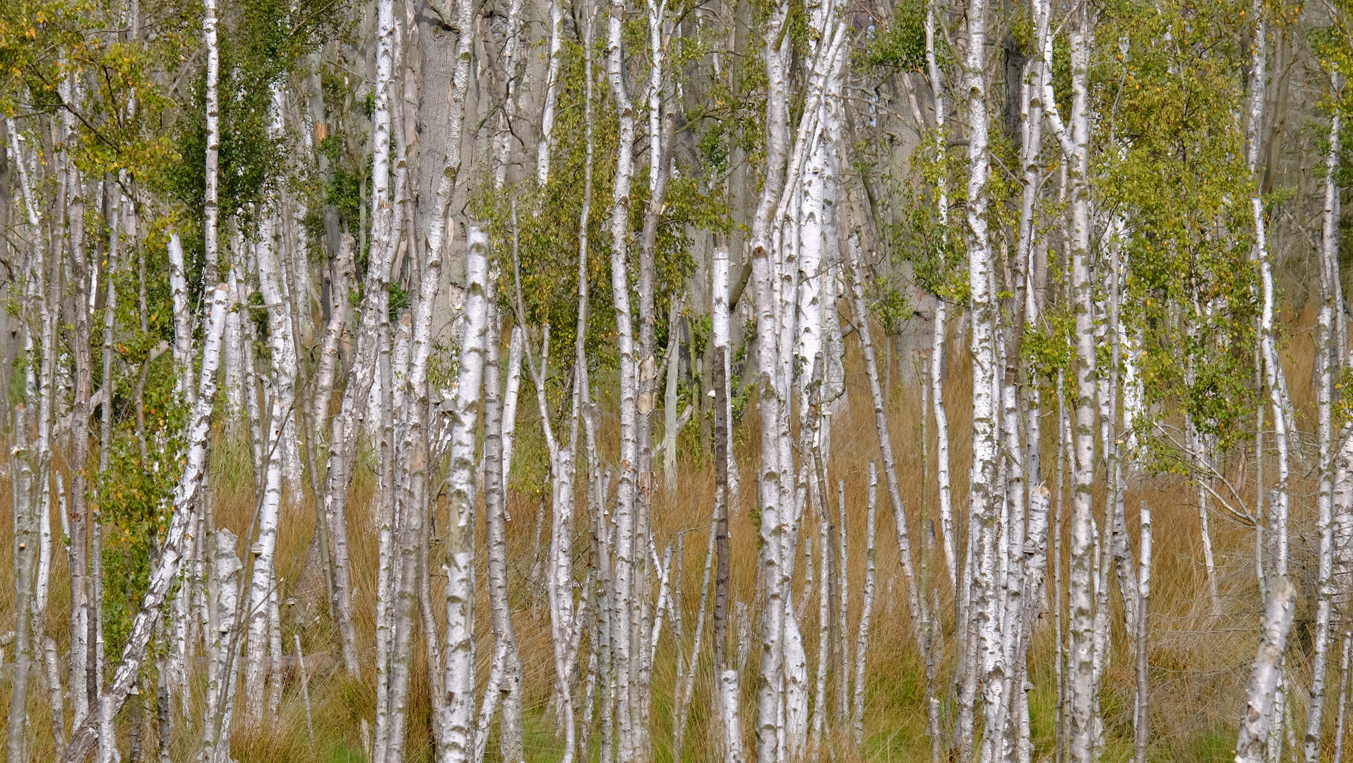 Birkenwald Nationalpark MV