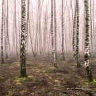 Birkenwald Pano