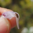 Birkenwanze auf Krokusblüte im Februar