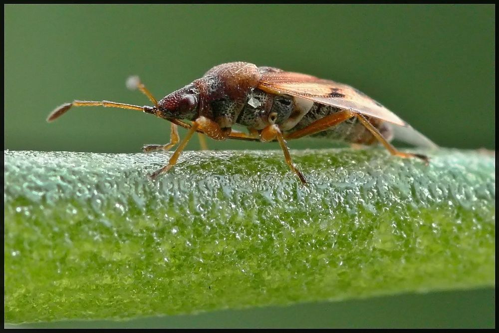 Birkenwanze Foto & Bild | tiere, wildlife, insekten Bilder auf fotocommunity