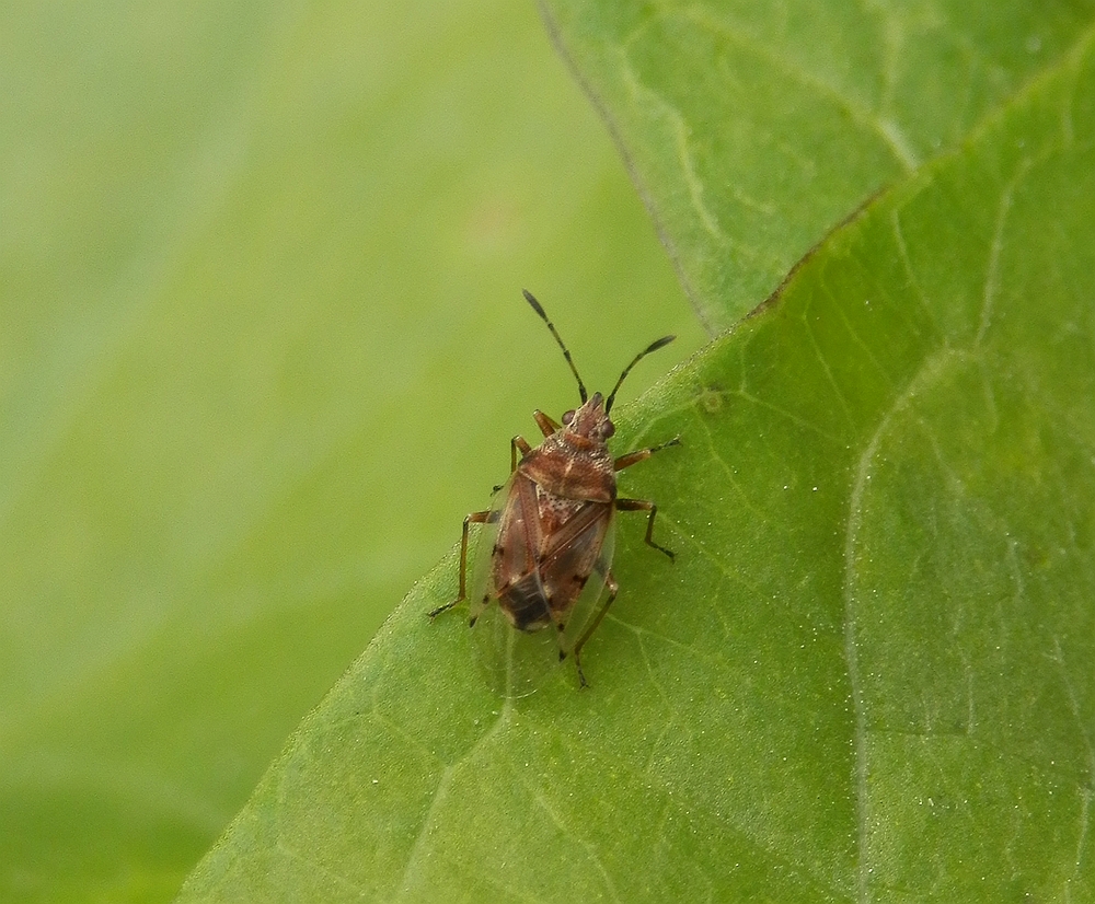 Birkenwanze (Kleidocerys resedae)