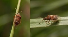 Birkenwanze (Kleidocerys resedae)