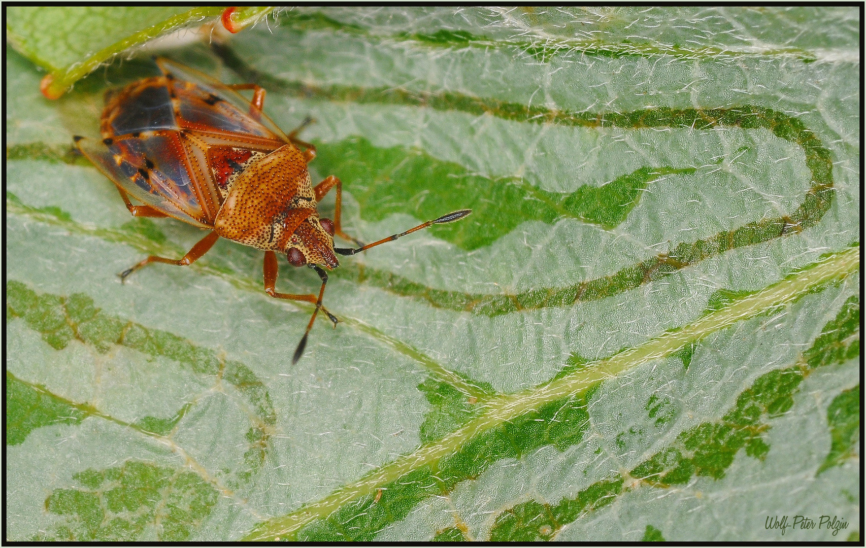 Birkenwanze (Kleidocerys resedae) auf Pappel