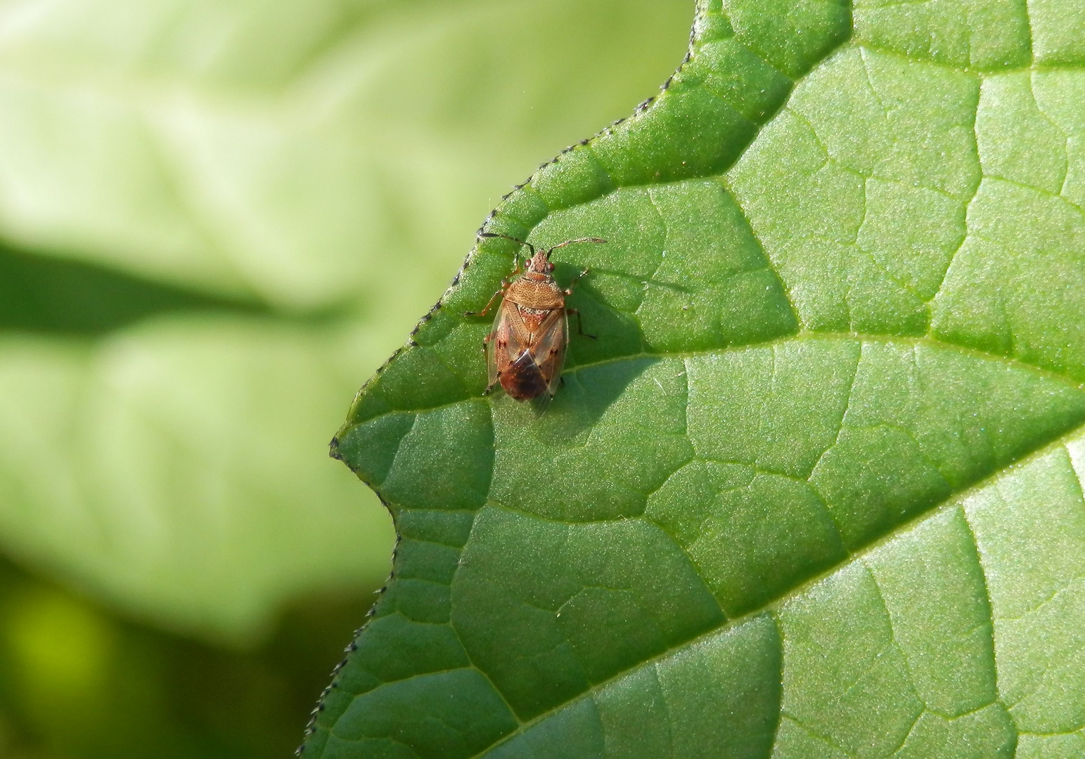 Birkenwanze (Kleidocerys resedae) im heimischen Garten