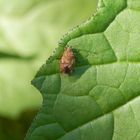 Birkenwanze (Kleidocerys resedae) im heimischen Garten