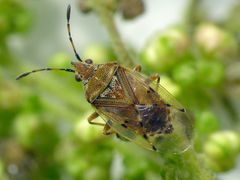 Birkenwanze (Kleidocerys resedae) - Imago