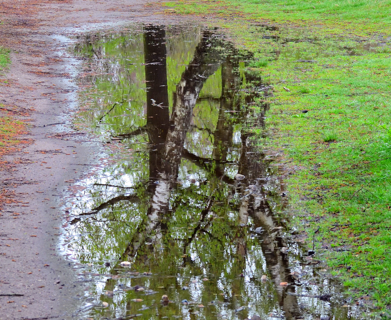 BirkenWasser