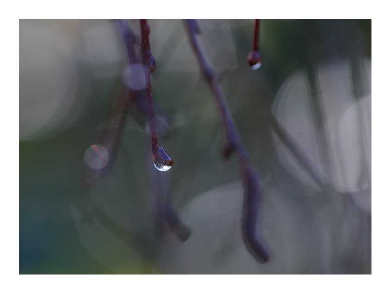 Birkenwasser in Tropfenform