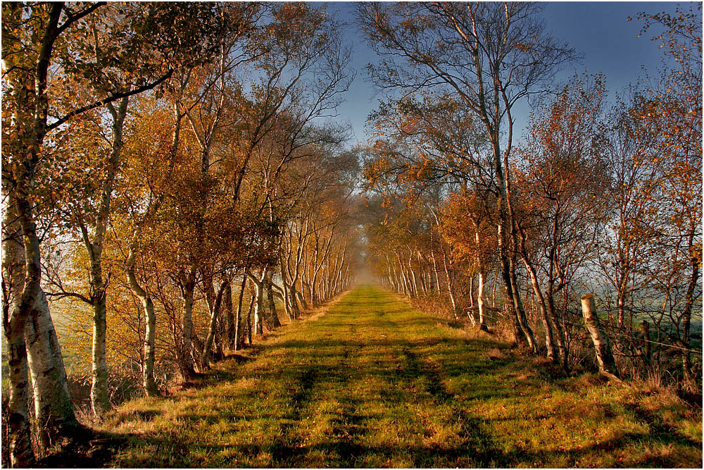 Birkenweg