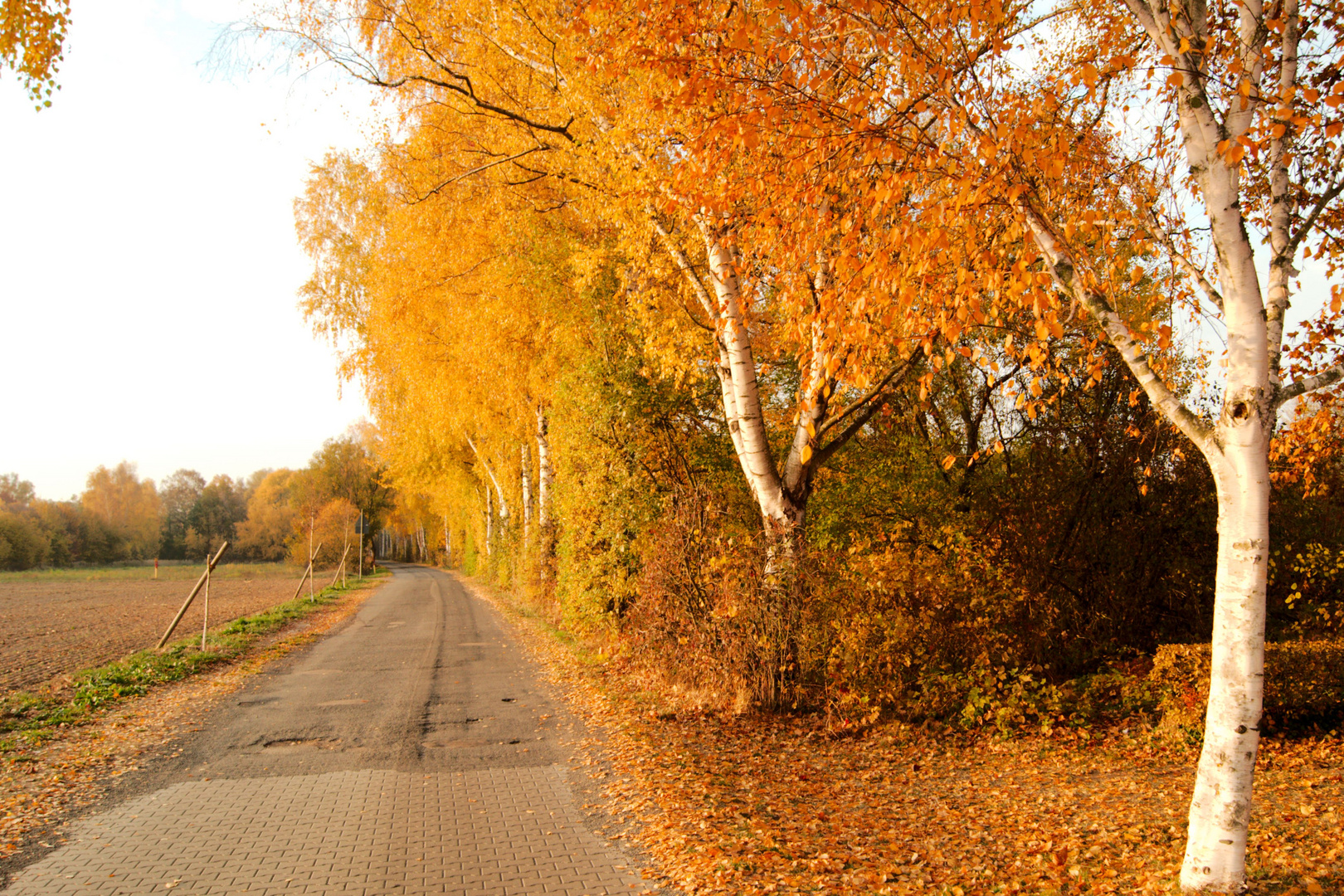 Birkenweg