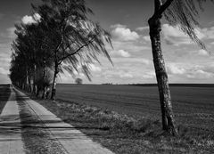 Birkenweg auf der Insel Poel ..