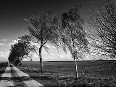 Birkenweg auf der Insel Poel ...