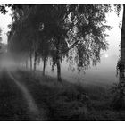 Birkenweg im Morgennebel