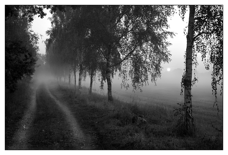 Birkenweg im Morgennebel