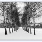 Birkenweg im Winter