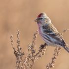 ~Birkenzeisig (Acanthis flammea)~