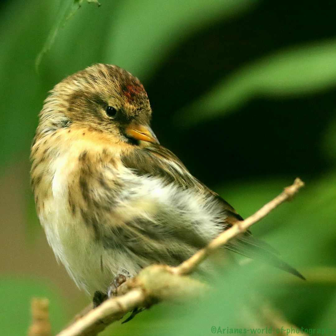 Birkenzeisig (Acanthis flammea)