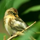 Birkenzeisig (Acanthis flammea)