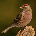 Birkenzeisig (Acanthis flammea)