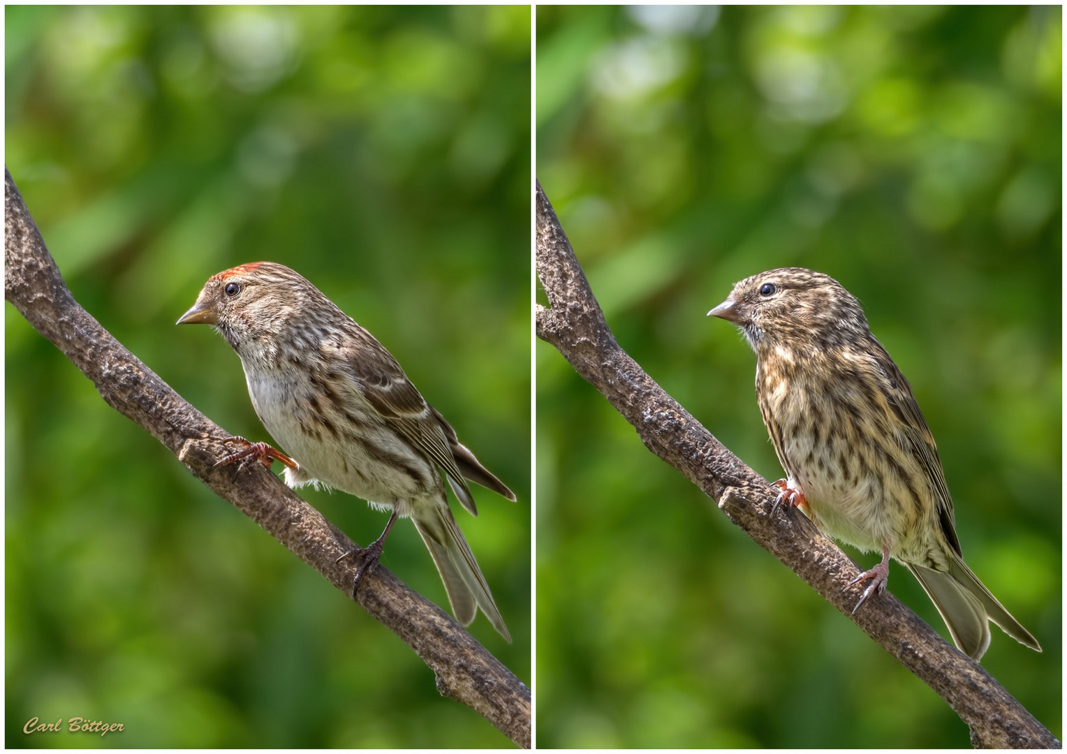 Birkenzeisig Alt und Jungvogel