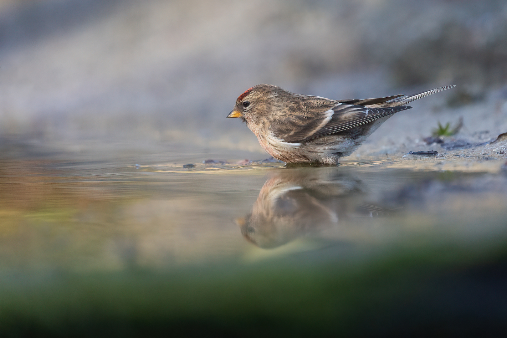 Birkenzeisig am Wasser