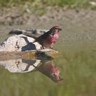 Birkenzeisig an der Wassertränke