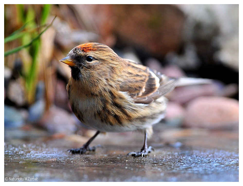 -- Birkenzeisig beim Eislaufen -- ( Carduelis flammea )