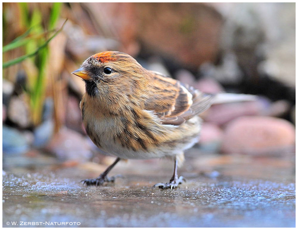 --- Birkenzeisig beim Eislaufen --- ( Carduelis flammea )