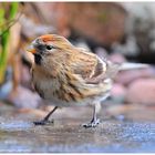 --- Birkenzeisig beim Eislaufen --- ( Carduelis flammea )